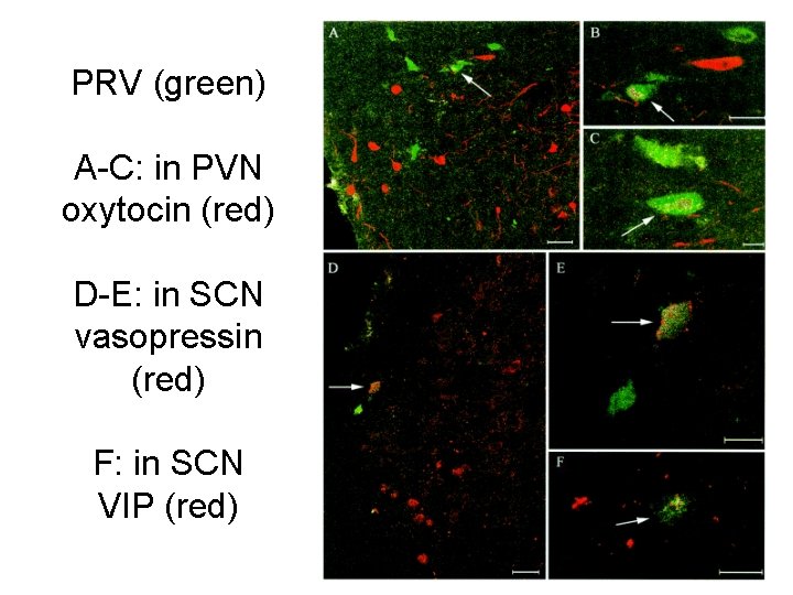PRV (green) A-C: in PVN oxytocin (red) D-E: in SCN vasopressin (red) F: in