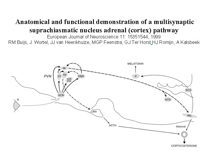  Anatomical and functional demonstration of a multisynaptic suprachiasmatic nucleus adrenal (cortex) pathway European