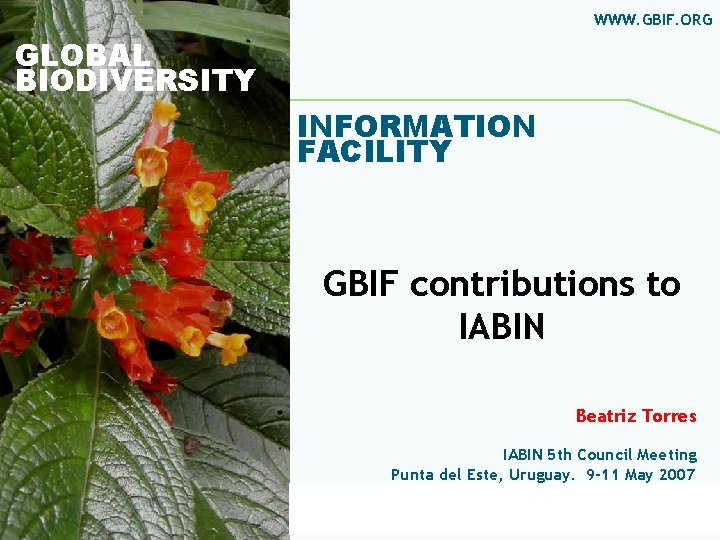 WWW. GBIF. ORG GLOBAL BIODIVERSITY INFORMATION FACILITY GBIF contributions to IABIN Beatriz Torres IABIN