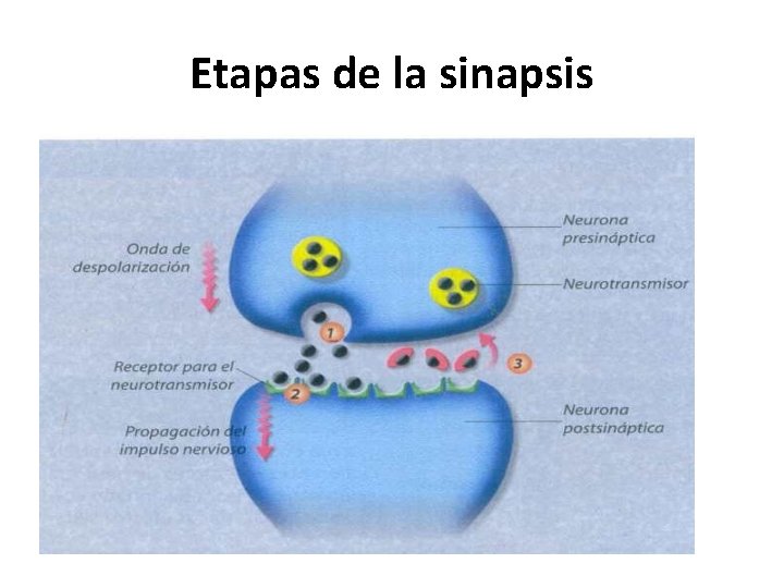 Etapas de la sinapsis 