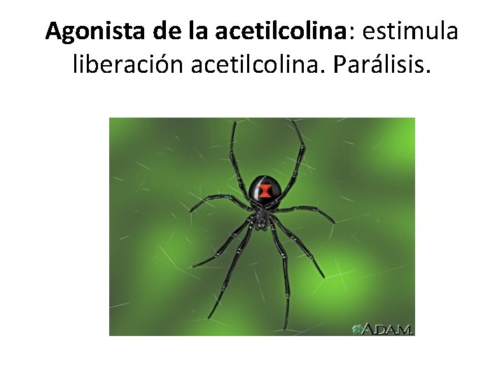 Agonista de la acetilcolina: estimula liberación acetilcolina. Parálisis. 