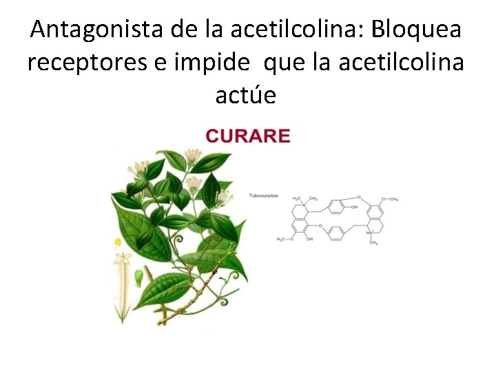 Antagonista de la acetilcolina: Bloquea receptores e impide que la acetilcolina actúe 