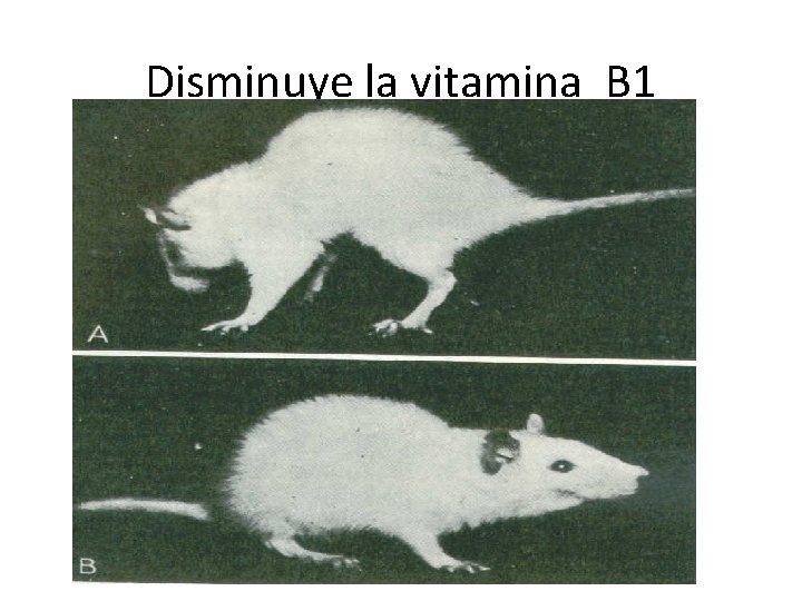 Disminuye la vitamina B 1 