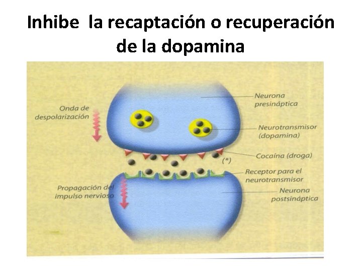 Inhibe la recaptación o recuperación de la dopamina 