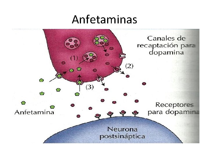 Anfetaminas 