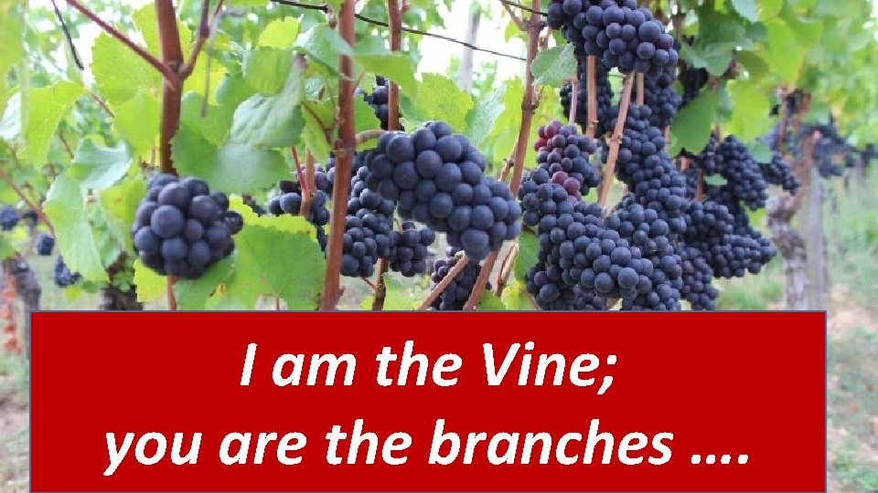 I am the Vine; you are the branches …. Prayer is Relationship 