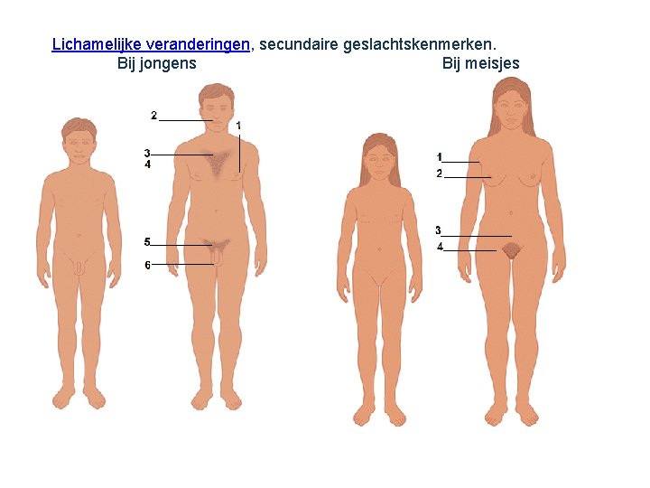 Lichamelijke veranderingen, secundaire geslachtskenmerken. Bij jongens Bij meisjes 