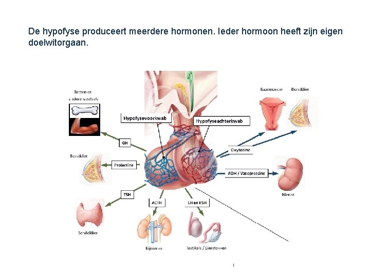 De hypofyse produceert meerdere hormonen. Ieder hormoon heeft zijn eigen doelwitorgaan. 