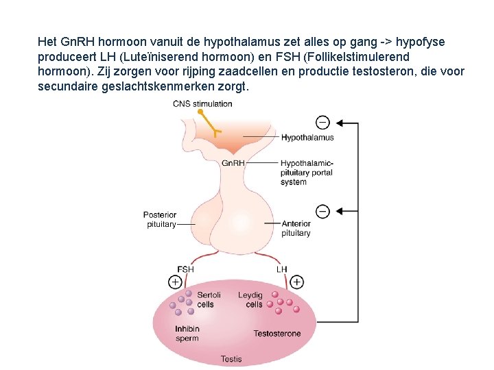 Het Gn. RH hormoon vanuit de hypothalamus zet alles op gang -> hypofyse produceert