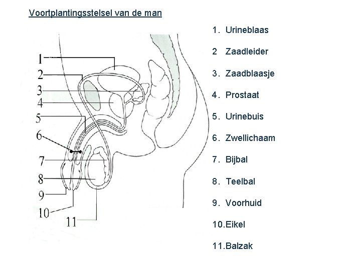 Voortplantingsstelsel van de man 1. Urineblaas 2 Zaadleider 3. Zaadblaasje 4. Prostaat 5. Urinebuis