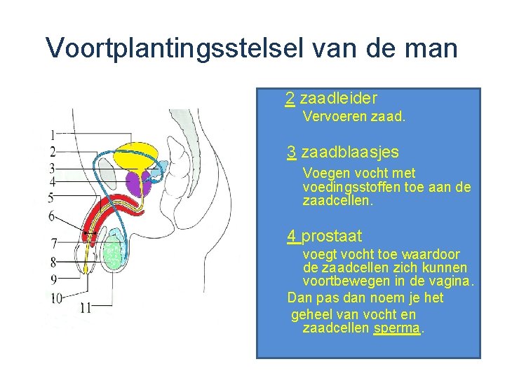 Voortplantingsstelsel van de man 2 zaadleider Vervoeren zaad. 3 zaadblaasjes Voegen vocht met voedingsstoffen