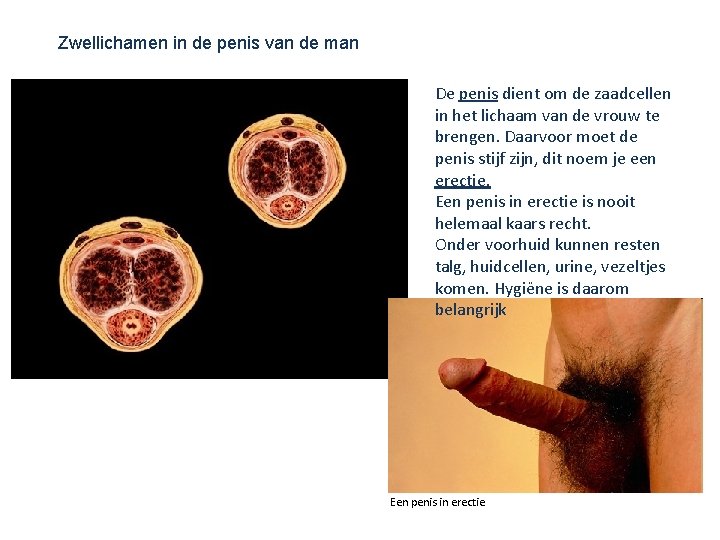 Zwellichamen in de penis van de man De penis dient om de zaadcellen in