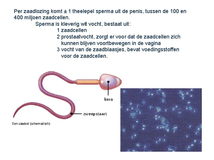 Per zaadlozing komt ± 1 theelepel sperma uit de penis, tussen de 100 en