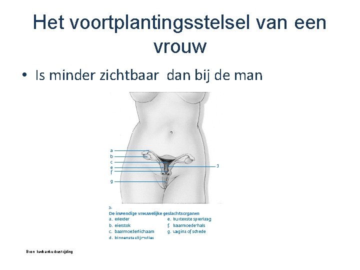 Het voortplantingsstelsel van een vrouw • Is minder zichtbaar dan bij de man Bron