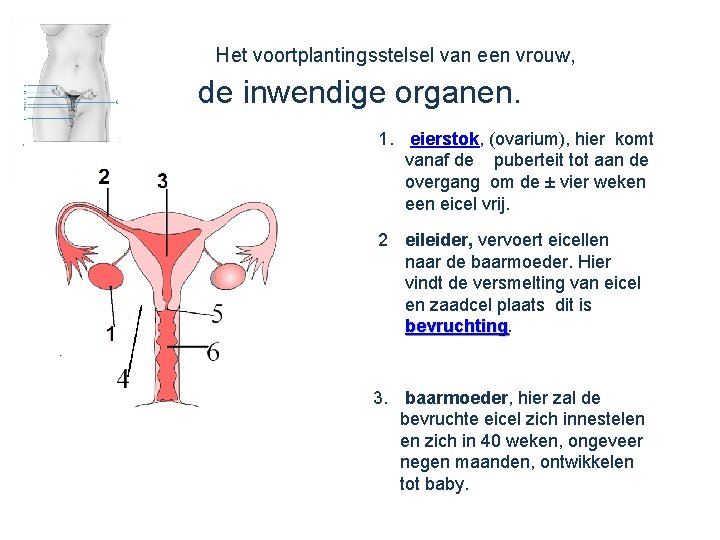 Het voortplantingsstelsel van een vrouw, de inwendige organen. 1. eierstok, (ovarium), hier komt vanaf