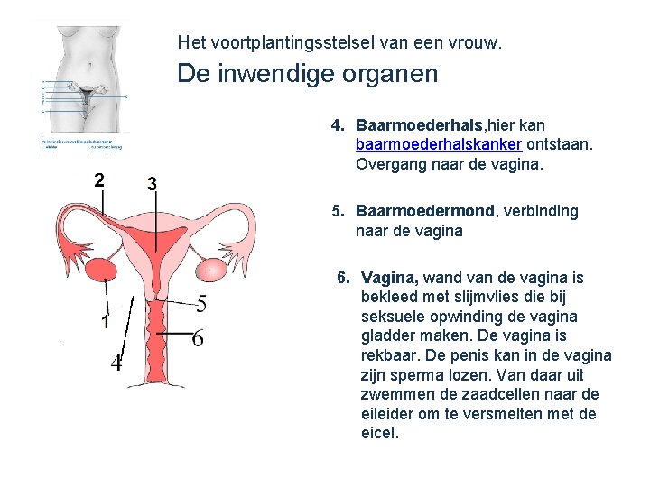 Het voortplantingsstelsel van een vrouw. De inwendige organen 4. Baarmoederhals, hier kan baarmoederhalskanker ontstaan.