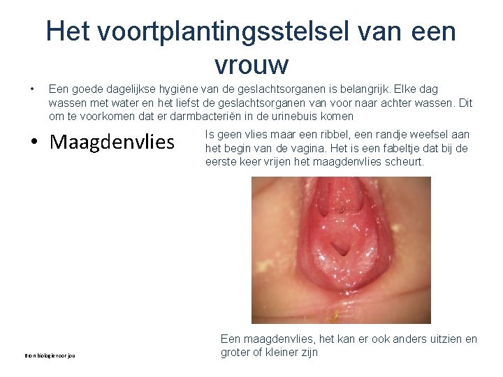 Het voortplantingsstelsel van een vrouw • Een goede dagelijkse hygiëne van de geslachtsorganen is