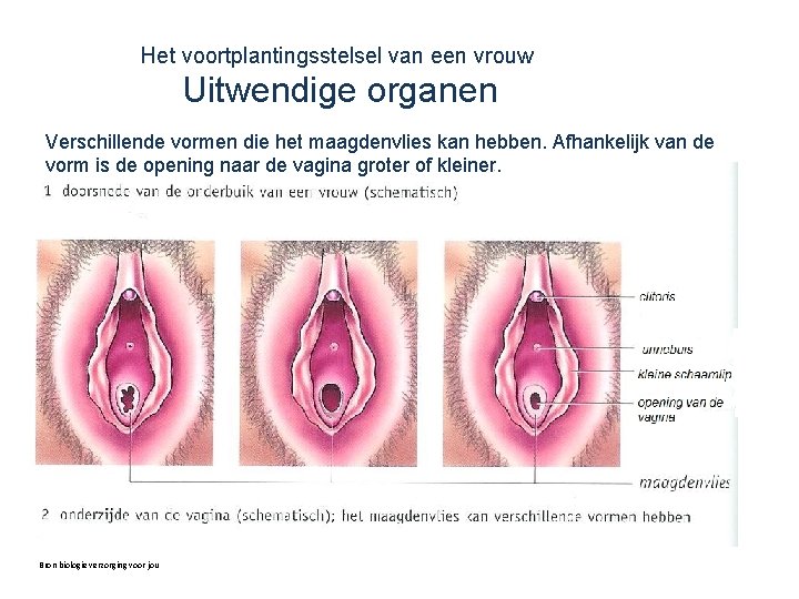 Het voortplantingsstelsel van een vrouw Uitwendige organen Verschillende vormen die het maagdenvlies kan hebben.