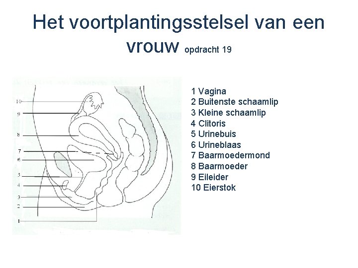 Het voortplantingsstelsel van een vrouw opdracht 19 1 Vagina 2 Buitenste schaamlip 3 Kleine