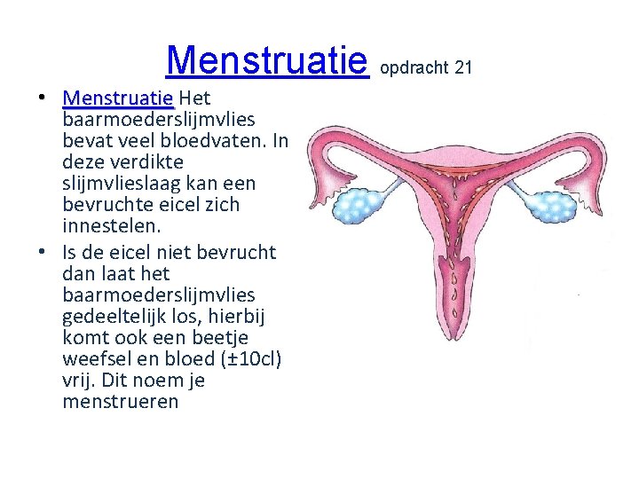 Menstruatie opdracht 21 • Menstruatie Het baarmoederslijmvlies bevat veel bloedvaten. In deze verdikte slijmvlieslaag