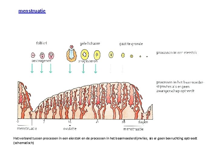 menstruatie Het verband tussen processen in een eierstok en de processen in het baarmoederslijmvlies,