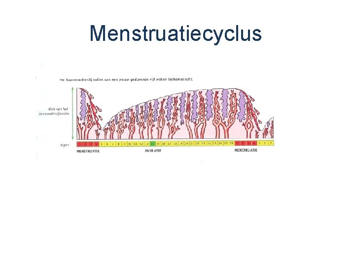 Menstruatiecyclus 