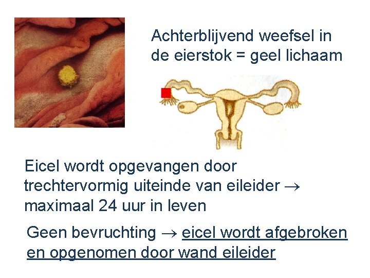 Achterblijvend weefsel in de eierstok = geel lichaam Eicel wordt opgevangen door trechtervormig uiteinde