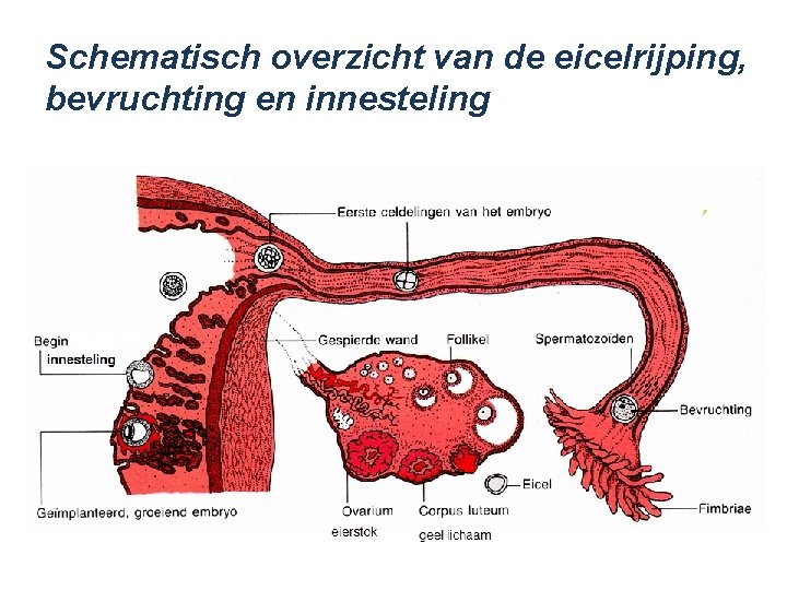 Schematisch overzicht van de eicelrijping, bevruchting en innesteling 