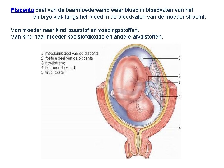 Placenta deel van de baarmoederwand waar bloed in bloedvaten van het embryo vlak langs