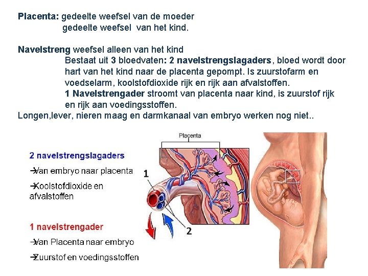 Placenta: gedeelte weefsel van de moeder gedeelte weefsel van het kind. Navelstreng weefsel alleen