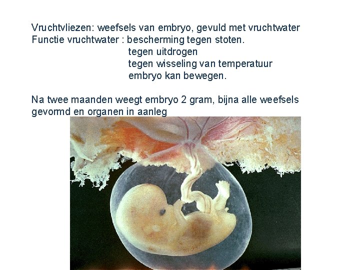 Vruchtvliezen: weefsels van embryo, gevuld met vruchtwater Functie vruchtwater : bescherming tegen stoten. tegen