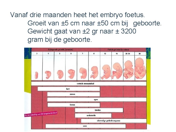 Vanaf drie maanden heet het embryo foetus. Groeit van ± 5 cm naar ±