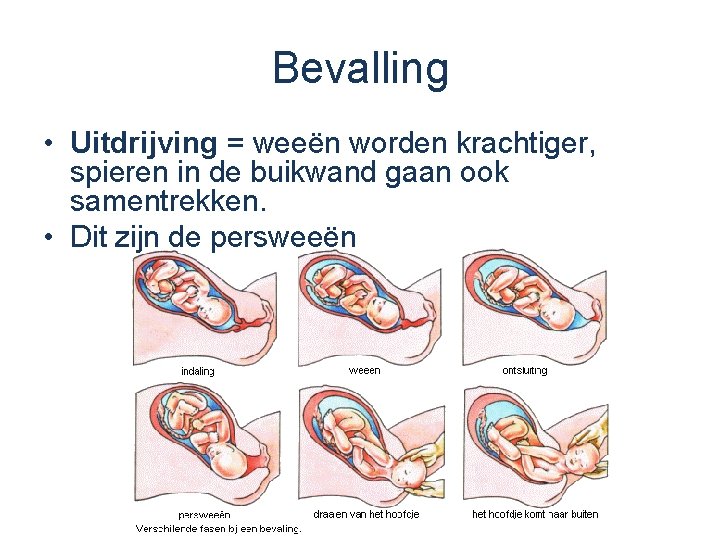 Bevalling • Uitdrijving = weeën worden krachtiger, spieren in de buikwand gaan ook samentrekken.