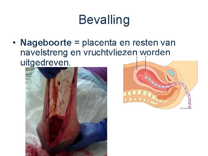 Bevalling • Nageboorte = placenta en resten van navelstreng en vruchtvliezen worden uitgedreven. 