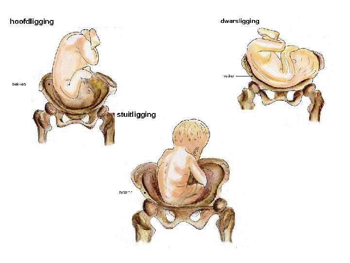 Liefde Voortplanting Les 2 Voortplanting Veranderingen Vanaf De