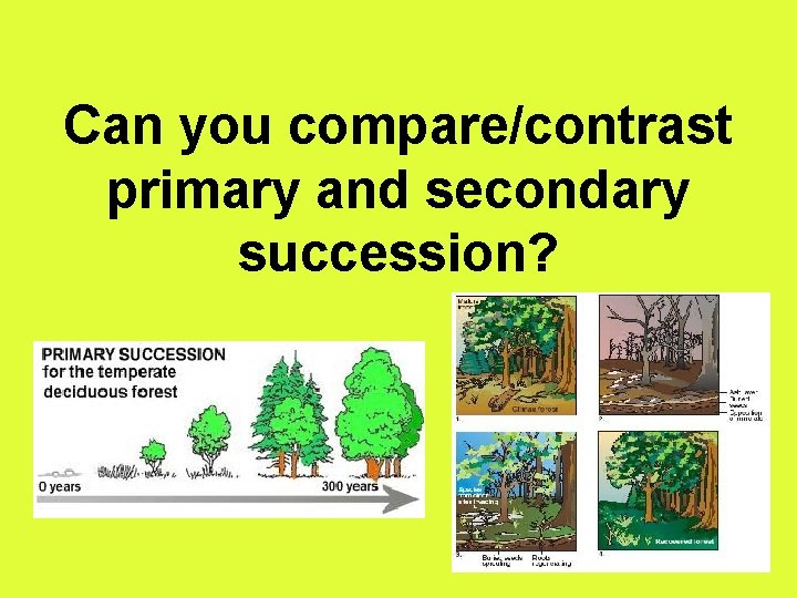 Can you compare/contrast primary and secondary succession? 