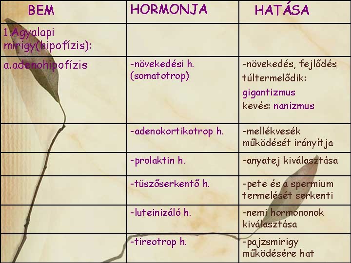 BEM HORMONJA HATÁSA 1. Agyalapi mirigy(hipofízis): a. adenohipofízis -növekedési h. (somatotrop) -növekedés, fejlődés túltermelődik: