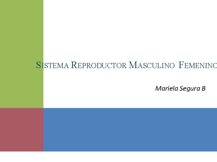 SISTEMA REPRODUCTOR MASCULINO FEMENINO Mariela Segura B 