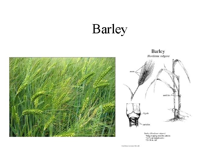 Barley 