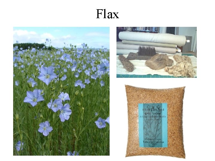 Flax 
