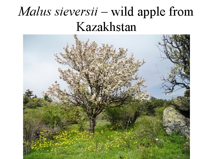 Malus sieversii – wild apple from Kazakhstan 