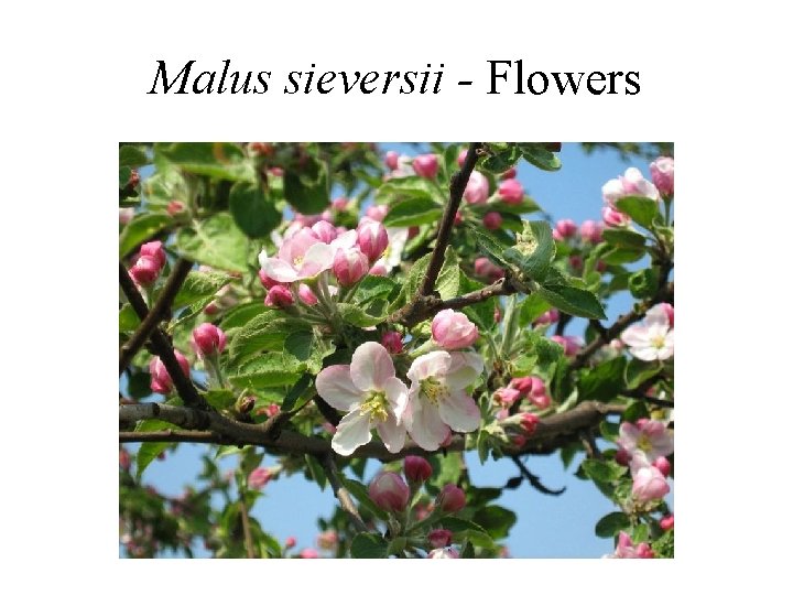 Malus sieversii - Flowers 