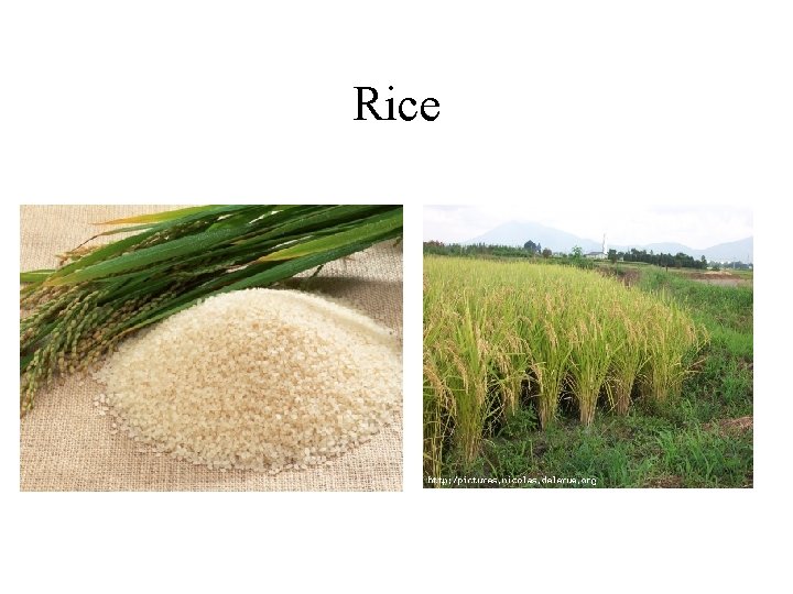 Rice 
