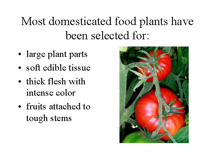 Most domesticated food plants have been selected for: • large plant parts • soft
