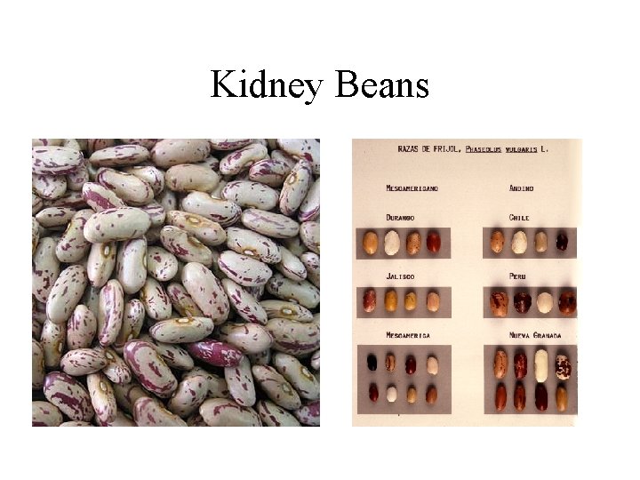 Kidney Beans 