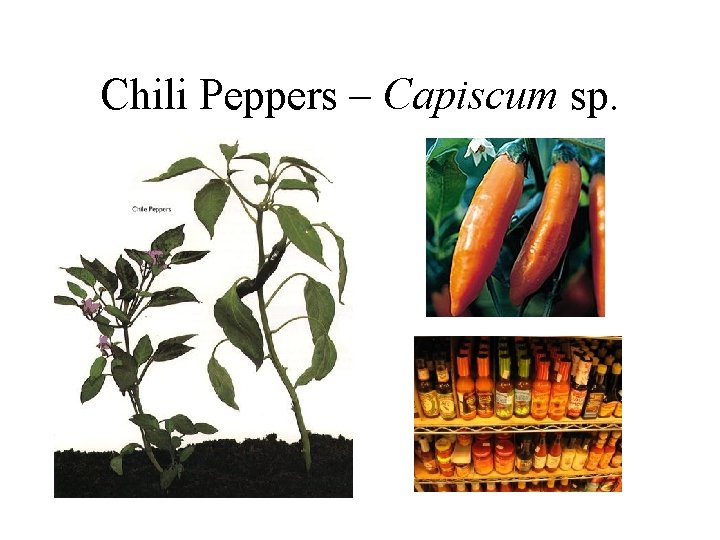Chili Peppers – Capiscum sp. 