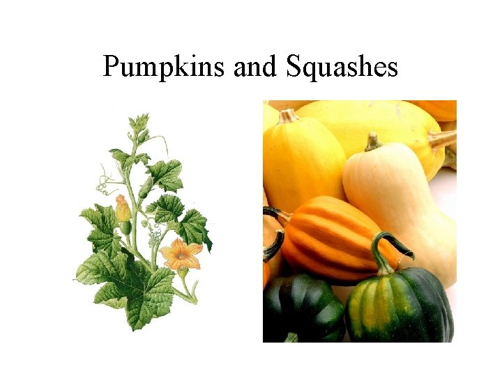 Pumpkins and Squashes 