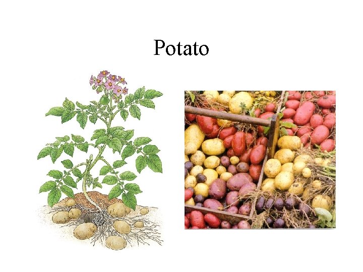 Potato 