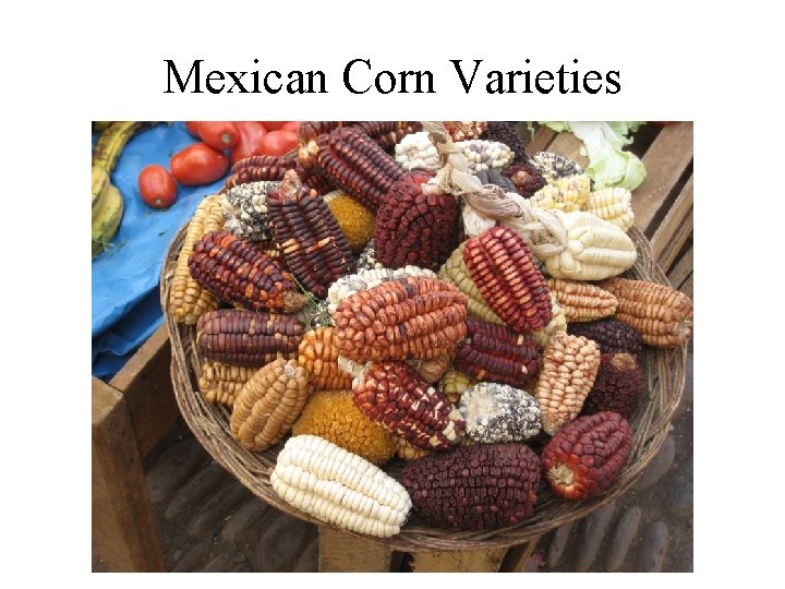 Mexican Corn Varieties 