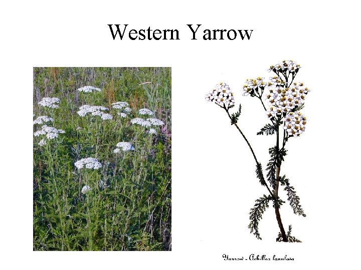 Western Yarrow 